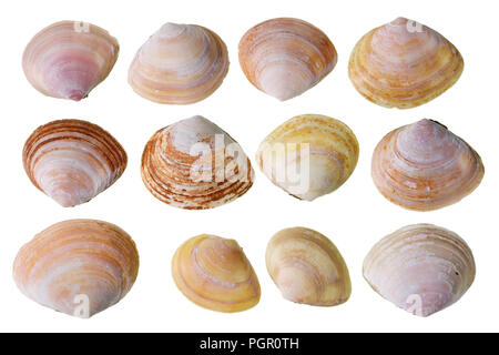 Hälften der Rosa kleine cockleshells, die in der Ostsee leben. Auf weissem studio Makro Set isoliert Stockfoto