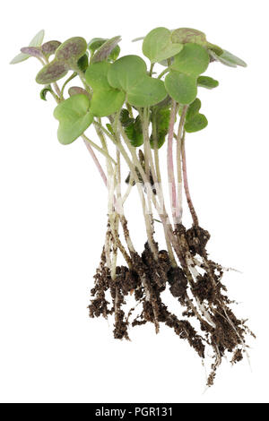 Kleine, frische Pflanze Sprossen von Tabelle gelber Senf aus der Erde vor ein paar Tagen keimten. Auf weissem Studio makro Konzept isoliert Stockfoto