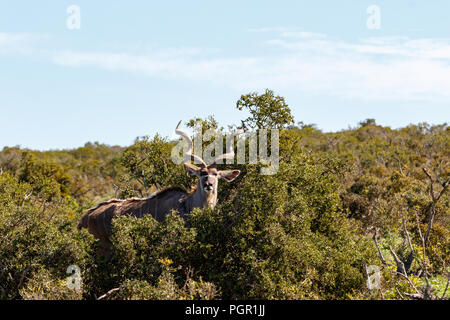 Männliche Kudu stehen und versteckt zwischen den Büschen im Feld Stockfoto