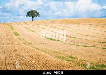 Ein einsamer Baum auf die Skyline einer der Arbeitsscheinwerfer zur Kontrolle der Schnitthöhe. Stockfoto