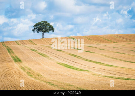 Ein einsamer Baum auf die Skyline einer der Arbeitsscheinwerfer zur Kontrolle der Schnitthöhe. Stockfoto