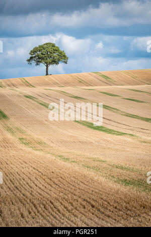 Ein einsamer Baum auf die Skyline einer der Arbeitsscheinwerfer zur Kontrolle der Schnitthöhe. Stockfoto