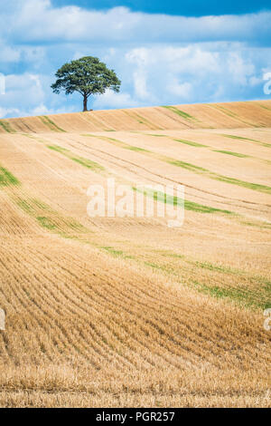 Ein einsamer Baum auf die Skyline einer der Arbeitsscheinwerfer zur Kontrolle der Schnitthöhe. Stockfoto