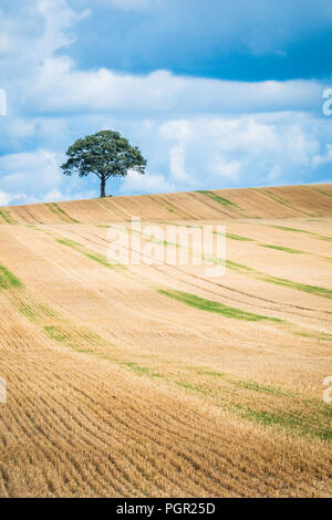 Ein einsamer Baum auf die Skyline einer der Arbeitsscheinwerfer zur Kontrolle der Schnitthöhe. Stockfoto