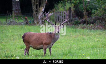 Einsamer Roter Hirsch in den schottischen Highlands Beweidung das grüne Gras. Stockfoto