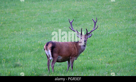 Einsamer Roter Hirsch in den schottischen Highlands Beweidung das grüne Gras. Stockfoto