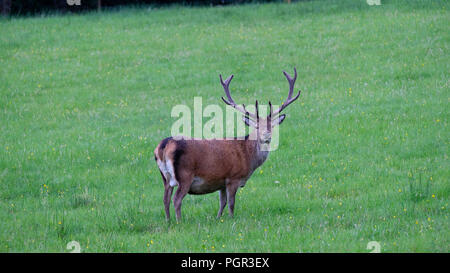 Einsamer Roter Hirsch in den schottischen Highlands Beweidung das grüne Gras. Stockfoto