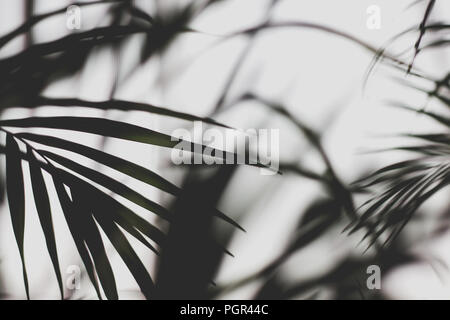 Blätter in der Natur Wald, Outdoor Stockfoto