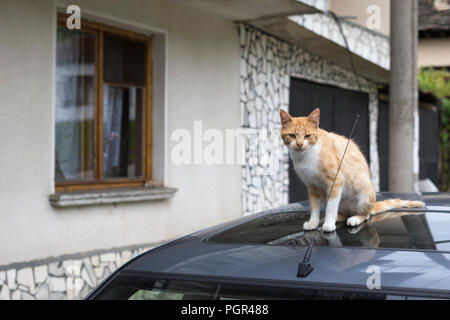 Katze sitzt auf dem Dach eines Autos Stockfoto