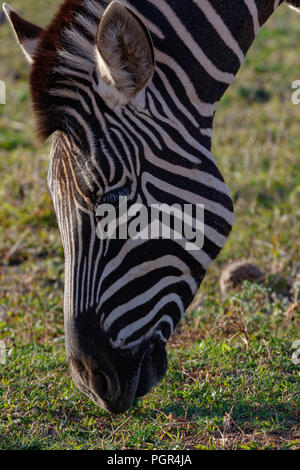 Nahaufnahme von einem Zebra bücken Gras auf dem Feld zu essen Stockfoto