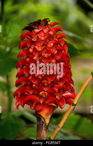 Tapinoch Tapeinochilos ananassae Ingwer (Wachs) oder rotem Wachs Ingwer, Pflanzen in voller Blüte in einem grünen Haus, heimisch in Malaysia, Indonesien und Australien Stockfoto