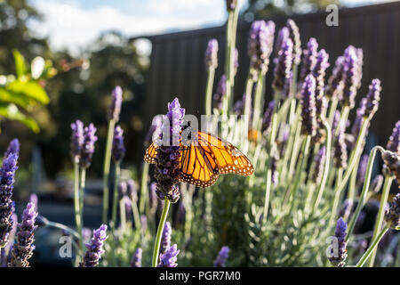 Monarch Schmetterling am Lavendel im Garten Stockfoto