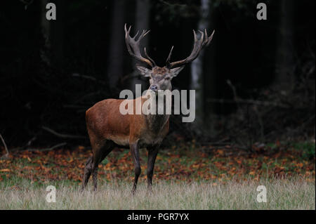 Rotwild männlich stehend auf den Wald Wiese, Paarungszeit, Herbst, Deutschland, (Cervus elaphus) Stockfoto