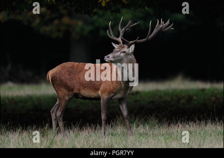 Rotwild männlich stehend auf den Wald Wiese, Paarungszeit, Herbst, Deutschland, (Cervus elaphus) Stockfoto
