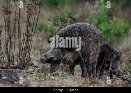 Wildschwein weiblich mit Ferkel im Wald, Herbst, Deutschland, (Sus scrofa) Stockfoto