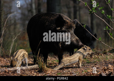 Wildschwein weiblich mit Ferkeln im Wald, Frühling, Deutschland, (Sus scrofa) Stockfoto