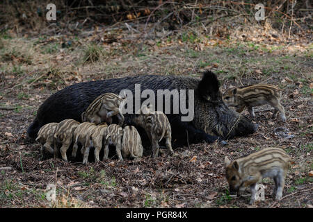 Wildschwein Frischlinge trinken Milch von ihrer Mutter, Feder, Deutschland, (Sus scrofa) Stockfoto