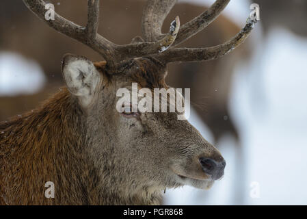 Red Deer männlichen Kopf, Portrait, Winter, Deutschland, (Cervus elaphus) Stockfoto