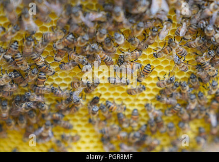 Selektiver Fokus der Arbeitsbienen auf Honig Zellen Stockfoto