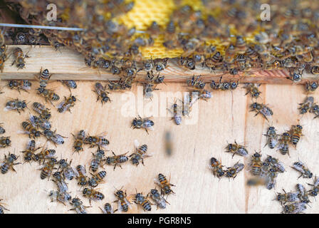 Bienen arbeiten auf Holzrahmen aus einem Bienenstock Honig zu produzieren Stockfoto