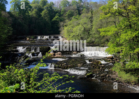 Sommer, Upper Falls von Aysgarth fällt, Fluß Ure, Wensleydale, Yorkshire Dales National Park, North Yorkshire, England Stockfoto