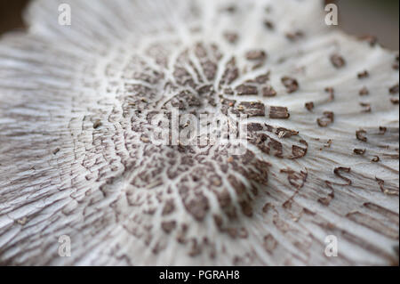 Tinte Cap Pilz Coprinus atramentarius in Nahaufnahme. Stockfoto