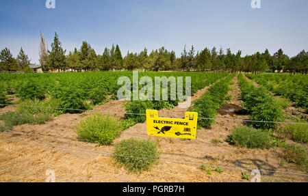 Ein Feld der industriellen Hanf, eine Belastung von Cannabis Sativa L, wächst Zusammenarbeit Landstraße 20 in Central Oregon zwischen Kurve und Schwestern, Oregon. Cannabis Sati Stockfoto