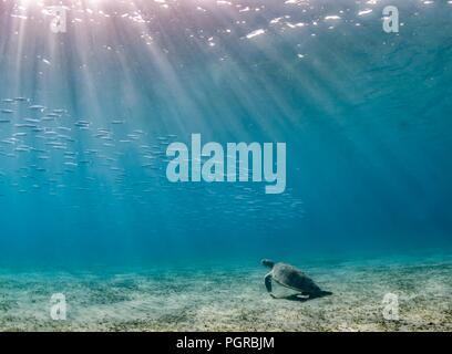 Ein Green Turtle Chelonia mydas und Schwarm von Fischen in friedlichen Unterwasser Szene, Marsa Abu Dabbab Bay. Stockfoto