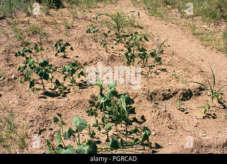 Native American Garten von Mais, Bohnen und Squash, Bandelier NM. Foto Stockfoto