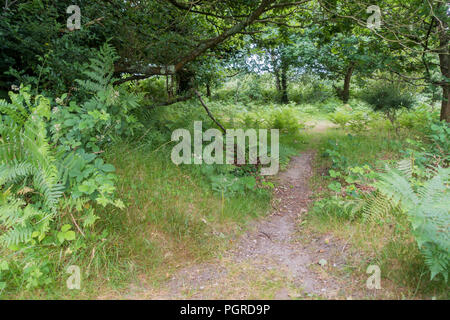 Woodland Szene im Sommer, Dorset, Großbritannien Stockfoto