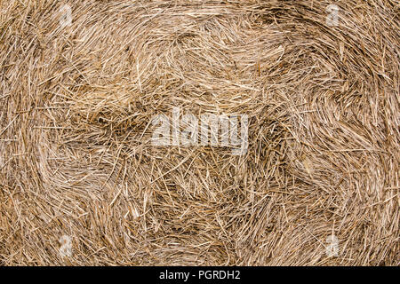 Gepresste Heu close-up, im Sommer, natürlichen Hintergrund Stockfoto