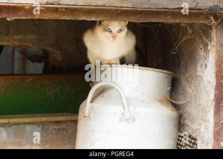 Weiße Katze mit blauen Augen sitzen auf einem Milch kann unter dem Dach. Astturias, Spanien Stockfoto