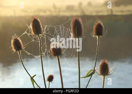 Dipsacus fullonum Blütenköpfe der gemeinhin als karde im Spätsommer bekannt Stockfoto