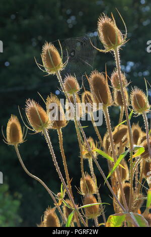 Dipsacus fullonum Blütenköpfe der gemeinhin als karde im Spätsommer bekannt Stockfoto