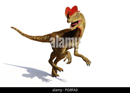 Dilophosaurus, theropode Saurier aus der frühen Kreidezeit (3D-Darstellung mit Schatten auf weißem Hintergrund) Stockfoto