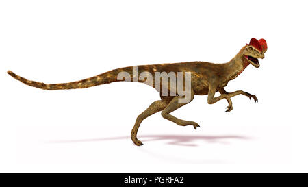 Laufen, theropode Dilophosaurus Dinosaurier aus der frühen Kreidezeit (3D-Darstellung mit Schatten auf weißem Hintergrund) Stockfoto