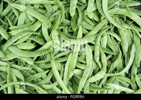 Frische grüne Bohnen Gemüse, frisch im Garten abgeholt Stockfoto