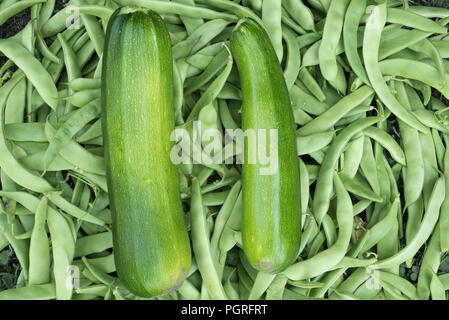Frisches Gemüse, grüne Bohnen, Zucchini, frisch im Garten abgeholt Stockfoto
