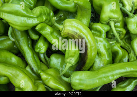 Frisches Gemüse, grüne Paprika, Pfeffer, frisch im Garten abgeholt Stockfoto