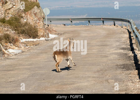 Ziege Montés Ibérica, Capra pyrenaica, Iberische Steinböcke, Spanien, auf der Straße Stockfoto