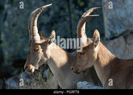 Ziege Montés Ibérica, Capra pyrenaica, Iberische Steinböcke, Spanien, oben auf dem Felsen, Gruppe Stockfoto