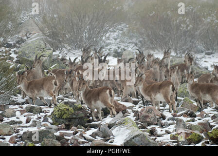 Bergziege Iberischen, Capra pyrenaica, Iberische Steinböcke, Spanien, im Schnee Stockfoto