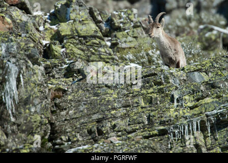 Bergziege Iberischen, Capra pyrenaica, Iberische Steinböcke, Spanien, im Schnee Stockfoto