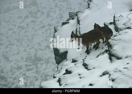 Bergziege Iberischen, Capra pyrenaica, Iberische Steinböcke, Spanien, im Schnee Stockfoto