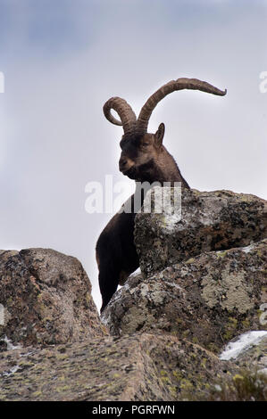 Bergziege Iberischen, Capra pyrenaica, Iberische Steinböcke, Spanien, im Schnee Stockfoto