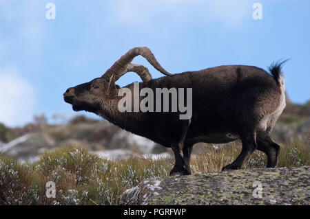Bergziege Iberischen, Capra pyrenaica, Iberische Steinböcke, Spanien, im Schnee Stockfoto