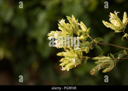 Oregano Blume, Origanum vulgare Stockfoto