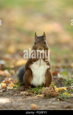 Eichhörnchen essen im Park Stockfoto