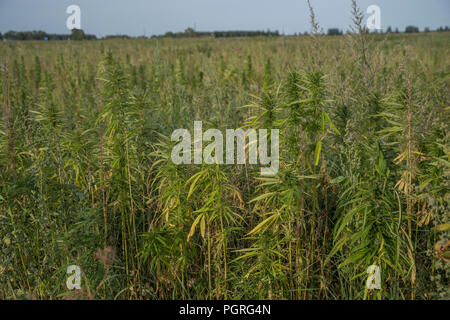 Felder von Industriehanf in Estland. Europa Stockfoto