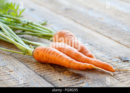 Karotten nur im Garten auf Holzbrettern abgeholt. Nur frische Karotten geerntet. Reifen Karotten nach Ausgraben Stockfoto